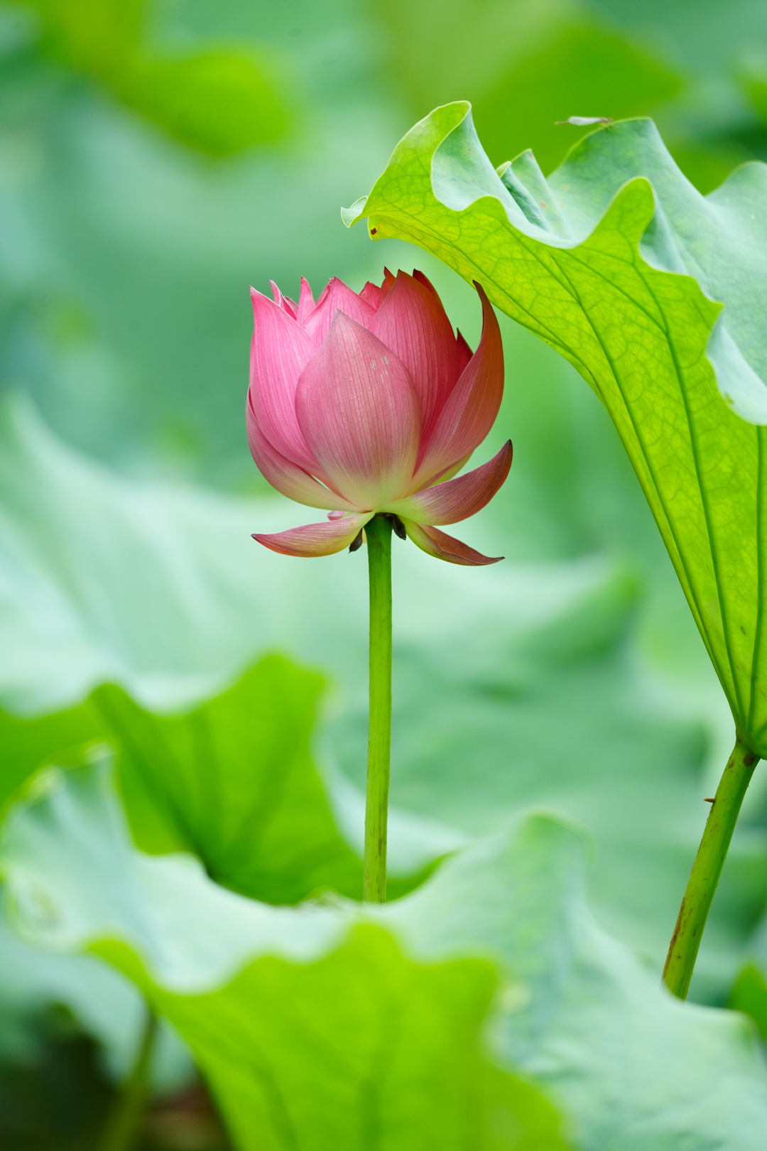 夏季养生做到这四点